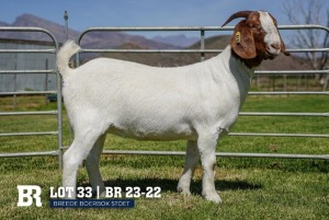 1X BOER GOAT FLOCK DOE BREEDE BOERBOKSTOET