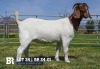 1X BOER GOAT FLOCK DOE BREEDE BOERBOKSTOET