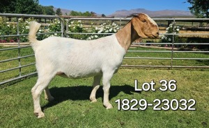 1X BOER GOAT FLOCK DOE ODESSA BOERBOK STOET