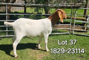 1X BOER GOAT FLOCK DOE ODESSA BOERBOK STOET