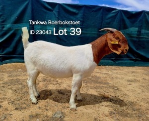 1X BOER GOAT FLOCK DOE TANKWABOERBOKSTOET