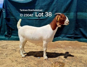 1X BOER GOAT FLOCK DOE TANKWABOERBOKSTOET