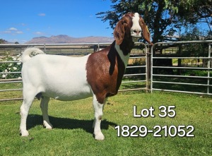 1X BOER GOAT FLOCK DOE ODESSA BOERBOK STOET