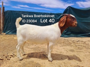 1X BOER GOAT FLOCK DOE TANKWABOERBOKSTOET