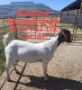 1X BOER GOAT FLOCK DOE BIEDOUW BOERBOKSTOET 571