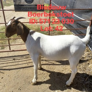 1X BOER GOAT FLOCK DOE BIEDOUW BOERBOKSTOET 571