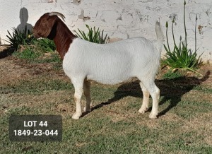 1X BOER GOAT FLOCK DOE POSSTAL BOERBOKSTOET (1849)