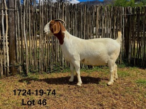 1X BOER GOAT FLOCK DOE DERDERIVIER BBS