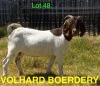 1X BOER GOAT FLOCK DOE VOLHARD BOERDERY