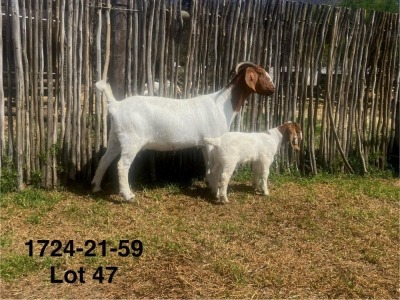 1X BOER GOAT FLOCK DOE DERDERIVIER BBS