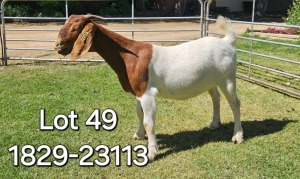 1X BOER GOAT FLOCK DOE ODESSA BOERBOK STOET