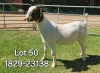 1X BOER GOAT FLOCK DOE ODESSA BOERBOK STOET