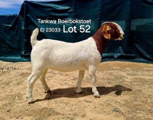 1X BOER GOAT FLOCK DOE TANKWABOERBOKSTOET