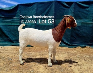 1X BOER GOAT FLOCK DOE TANKWABOERBOKSTOET