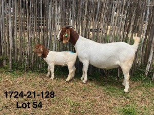 1X BOER GOAT STUD DOE DERDERIVIER BBS