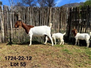 1X BOER GOAT FLOCK DOE DERDERIVIER BBS