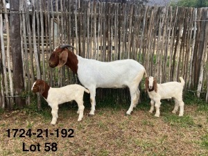 1X BOER GOAT FLOCK DOE DERDERIVIER BBS