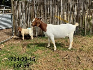 1X BOER GOAT FLOCK DOE DERDERIVIER BBS