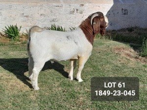 1X BOER GOAT FLOCK BUCK POSSTAL BOERBOKSTOET (1849)