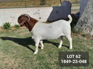 1X BOER GOAT FLOCK BUCK POSSTAL BOERBOKSTOET (1849)