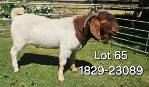 WITHDRAWN - 1X BOER GOAT BUCK ODESSA BOERBOK STOET