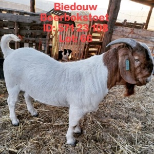 WITHDRAWN - 1X BOER GOAT BUCK BIEDOUW BOERBOKSTOET 571