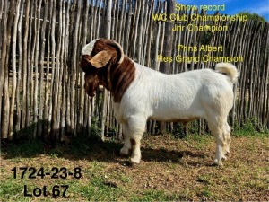 WITHDRAWN - 1X BOER GOAT BUCK DERDERIVIER BBS