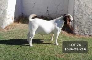 1X BOER GOAT STUD BUCK POSSTAL BOERBOKSTOET (1849)