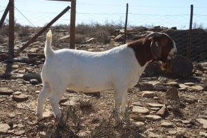 1X BOER GOAT FLOCK BUCK ATKA STOET/STUD