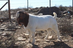 WITHDRAWN - 1X BOER GOAT BUCK ATKA STOET/STUD