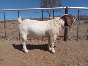 1X BOER GOAT FLOCK BUCK ATKA STOET/STUD