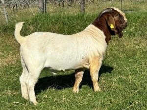 1X BOER GOAT STUD BUCK GRYSKLIP BOERBOKSTOET