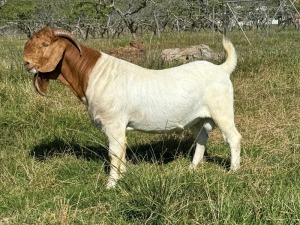 WITHDRAWN - 1X BOER GOAT BUCK GRYSKLIP BOERBOKSTOET