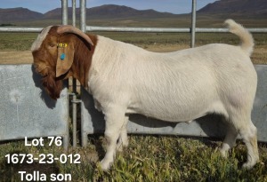 WITHDRAWN - 1X BOER GOAT BUCK TEKOA BOERBOKSTOET