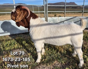 1X BOER GOAT STUD BUCK TEKOA BOERBOKSTOET