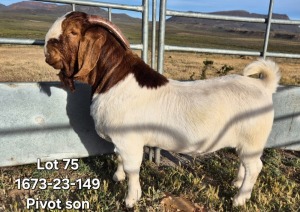 1X BOER GOAT FLOCK BUCK TEKOA BOERBOKSTOET