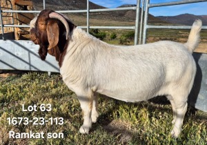 1X BOER GOAT FLOCK BUCK TEKOA BOERBOKSTOET