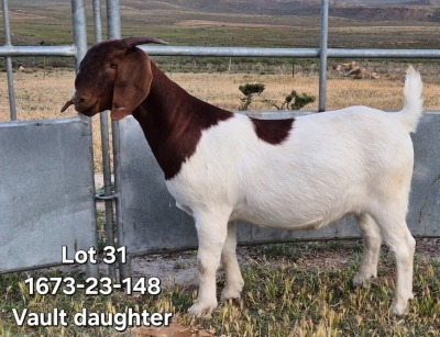 1X BOER GOAT FLOCK DOE TEKOA BOERBOKSTOET