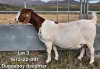 1X BOER GOAT FLOCK DOE TEKOA BOERBOKSTOET