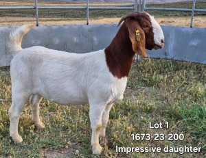 1X BOER GOAT STUD DOE TEKOA BOERBOKSTOET