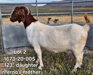 1+2X BOER GOAT STUD DOE TEKOA BOERBOKSTOET