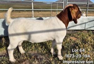 1X BOER GOAT FLOCK BUCK TEKOA BOERBOKSTOET