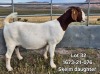 1X BOER GOAT FLOCK DOE TEKOA BOERBOKSTOET