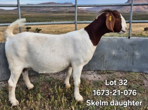 1X BOER GOAT FLOCK DOE TEKOA BOERBOKSTOET