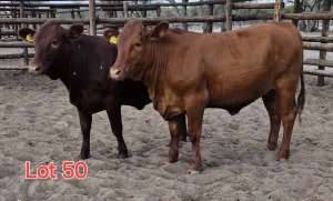 2X DRAUGHTMASTER HEIFER BRAAM