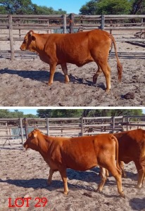 2X BEEFMASTER HEIFER JC