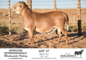 1X MEATMASTER RAM KGALAGADI MEATMASTERS