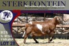 1X MEATMASTER RAM STERKFONTEIN MEATMASTERS - 3