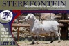 1X MEATMASTER RAM STERKFONTEIN MEATMASTERS - 2