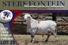 1X MEATMASTER RAM STERKFONTEIN MEATMASTERS - 3